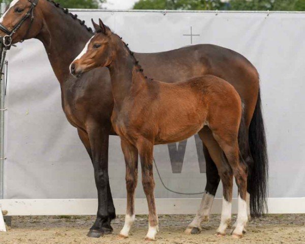 foal by Vie Belle (Westphalian, 2024, from V-Power)