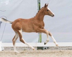 foal by Esmeraldo's Eyecatcher (Westphalian, 2024, from Esmeraldo FM)