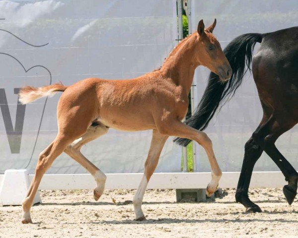 Fohlen von Sweeney (Westfale, 2024, von Sir Heinrich OLD)