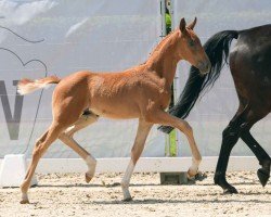 foal by Sweeney (Westphalian, 2024, from Sir Heinrich OLD)