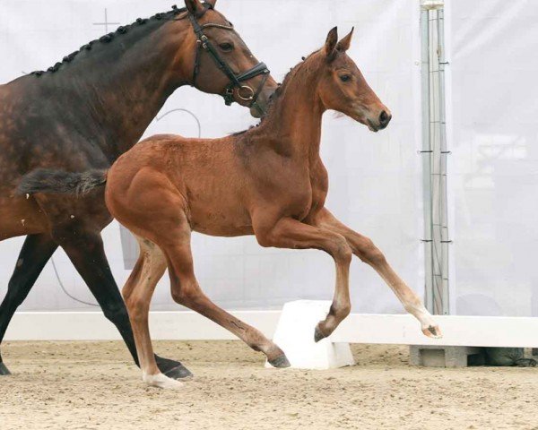 foal by Sarion (Westphalian, 2024, from Segantini 6)