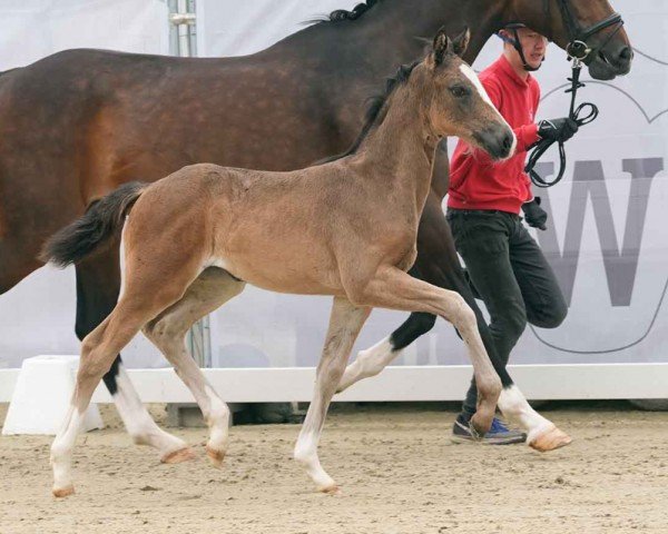 foal by Elaine (Westphalian, 2024, from Escamillo)