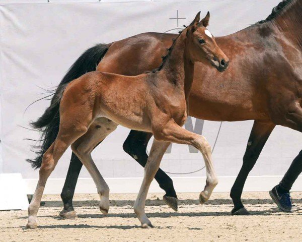 foal by Sisley (Westphalian, 2024, from Sebastino PS)