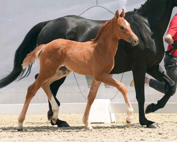 foal by Solera (Westphalian, 2024, from San To Alati)