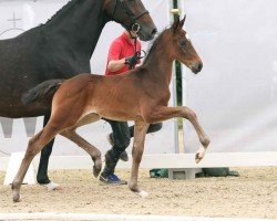 foal by Best Secret (Westphalian, 2024, from Bondo)