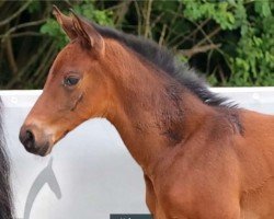 foal by Vaiana (Hanoverian, 2024, from Venturo)