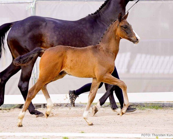 foal by Victorio (Hanoverian, 2024, from V-Power)