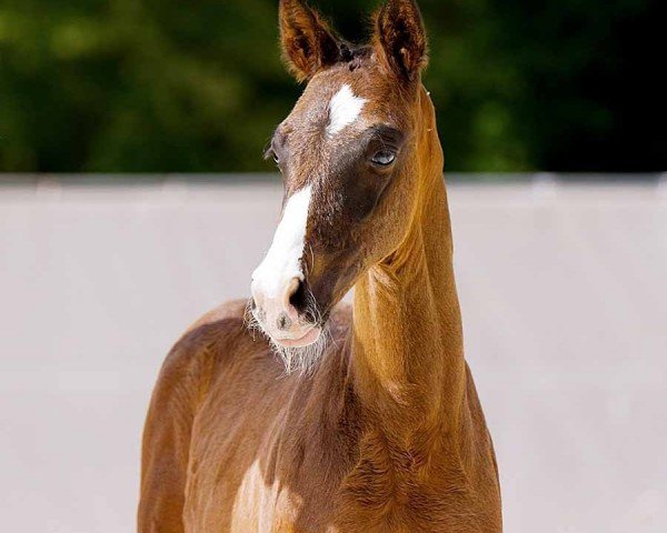 foal by Victorio (Hanoverian, 2024, from V-Power)