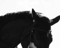 dressage horse Evita Yoda (Bavarian, 2013, from Lord Leopold 7)