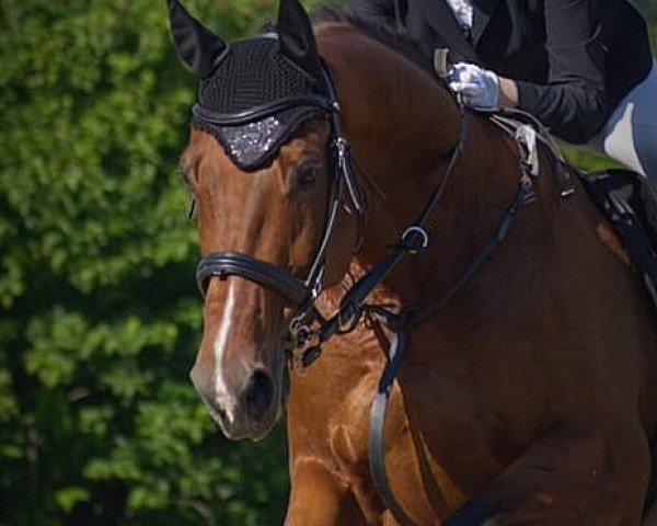 jumper Cardesch (Hanoverian, 2009, from Cardenio)