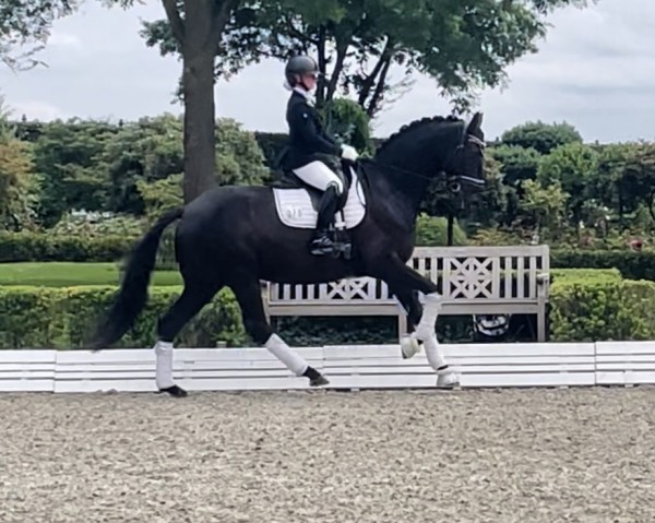 dressage horse Finesse Noir (Hanoverian, 2019, from Fürst Belissaro)