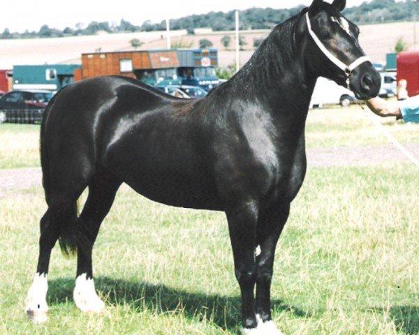 Zuchtstute Rainhill Magical (Welsh-Cob (Sek. D), 1997, von Nebo More Magic)