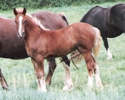 horse Rainhill Sundance (Welsh-Cob (Sek. D), 1992, from Ystrad Dewi Flyer)