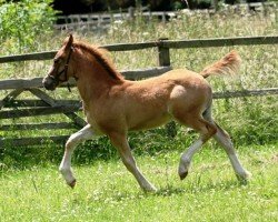 horse Rainhill Flyer (Welsh-Cob (Sek. D), 2008, from Ystrad Dewi Flyer)