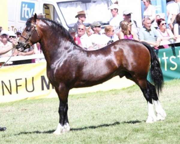 Pferd Caederwen Saracen (Welsh-Cob (Sek. D), 2009, von Gwynfaes Culhwch)