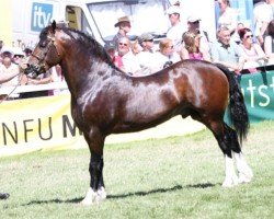 horse Caederwen Saracen (Welsh-Cob (Sek. D), 2009, from Gwynfaes Culhwch)