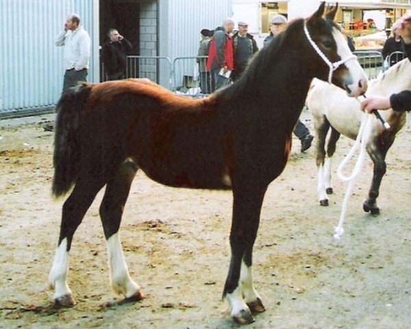 Pferd Nantwood Colorado (Welsh-Cob (Sek. D), 2007, von Gwynfaes Culhwch)