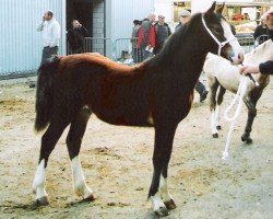 horse Nantwood Colorado (Welsh-Cob (Sek. D), 2007, from Gwynfaes Culhwch)