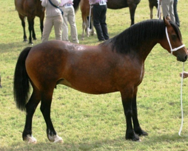 broodmare Glantraeth Miss Julie (Welsh-Cob (Sek. D), 1999, from Fronarth Victor)