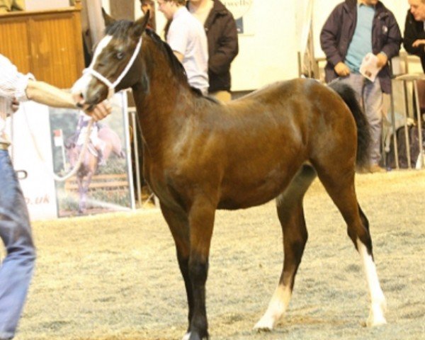 Pferd Glantraeth Celopatra (Welsh-Cob (Sek. D), 2011, von Glantraeth Cymro'r Wy)