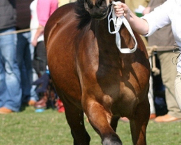 Pferd Glantraeth Julies Treasure (Welsh-Cob (Sek. D), 2009, von Trevallion Trysor)