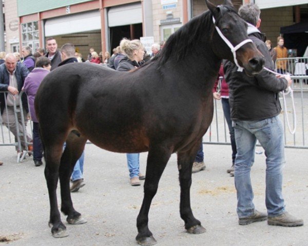 horse Glantraeth Miss Sophia (Welsh-Cob (Sek. D), 2004, from Cathedine Flying Express)