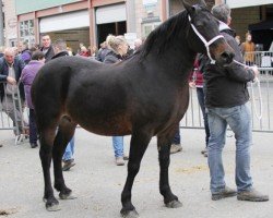 horse Glantraeth Miss Sophia (Welsh-Cob (Sek. D), 2004, from Cathedine Flying Express)