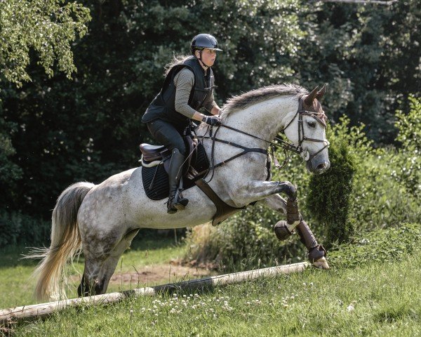 jumper Twilight Sparkle 4 (Oldenburg show jumper, 2016, from TWILIGHT)