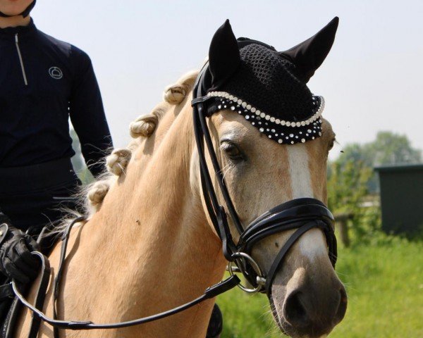 Pferd Mac Gyver 12 (Deutsches Reitpony, 2020, von Centauro's Midas)