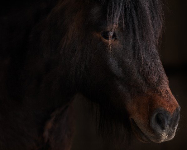 Pferd Eddie (Shetland Pony, 2017, von Elvis Junior vom Fasanenweg)