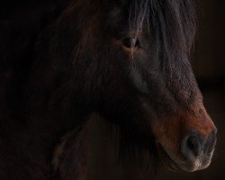 horse Eddie (Shetland Pony, 2017, from Elvis Junior vom Fasanenweg)