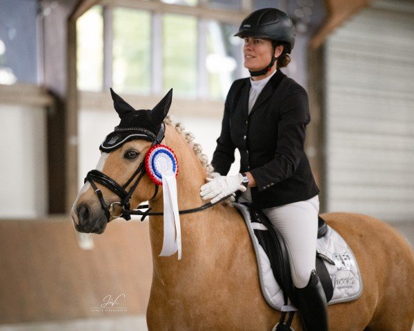 dressage horse Viva Venito (German Riding Pony, 2016, from Top Vidal)