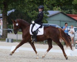 dressage horse Ninjargo Aw (German Riding Pony, 2018, from Numerus Clausus)