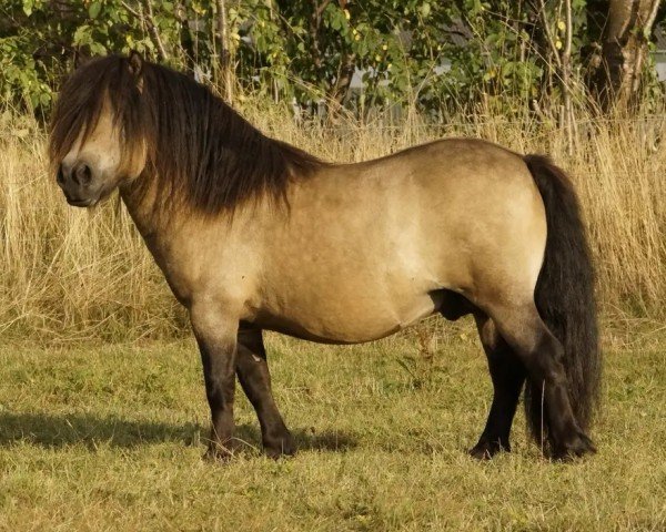 stallion Islay von Salza (Shetland Pony, 2016, from Inspektor vom Fasanenweg)