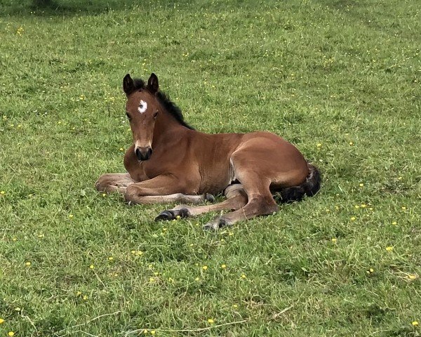 foal by Union Jacks (Holsteiner, 2024, from Union City)