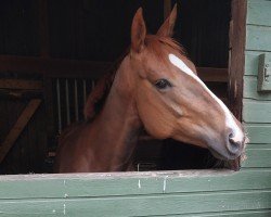 jumper Amorelie (Hanoverian, 2019, from Asagao xx)