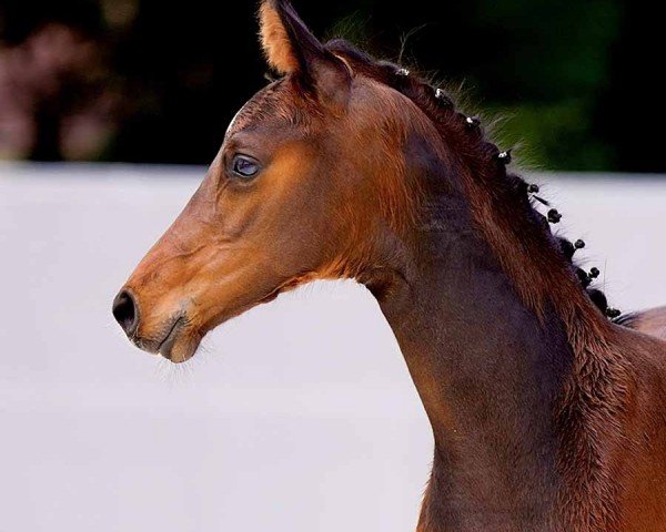 Fohlen von Fabienne (Hannoveraner, 2024, von Blue Hors Feinstar)