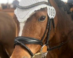 dressage horse Valina 6 (German Riding Pony, 2004, from Valido)