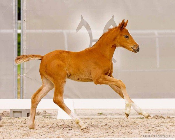 foal by Shu zu (Hanoverian, 2024, from Shu Fu)