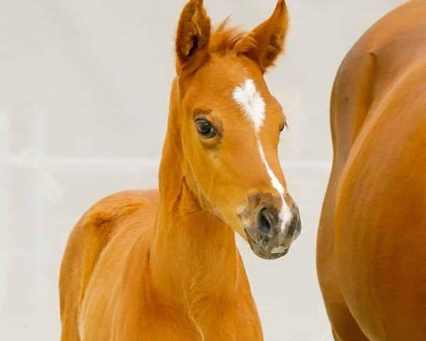 foal by Shu zu (Hanoverian, 2024, from Shu Fu)