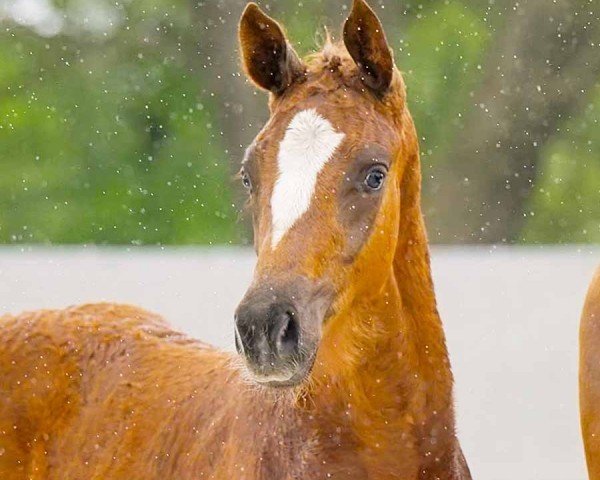 foal by Insterburg (Hanoverian, 2024, from Ibiza Dream)