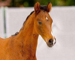 foal by Edgar (Hanoverian, 2024, from Endorphin)