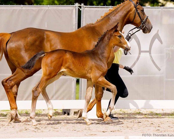 foal by Equito (Hanoverian, 2024, from Escanto PS OLD)