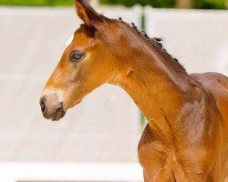 dressage horse Equito (Hanoverian, 2024, from Escanto PS OLD)