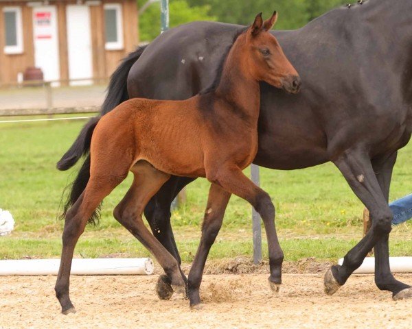 foal by Rosa Nobilis MS (Hanoverian, 2024, from Rocky Mountain)