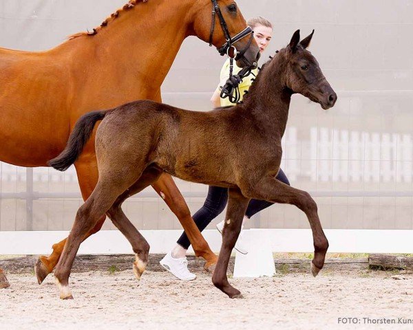 Fohlen von Black Pearl HS (Hannoveraner, 2024, von Bohemian)