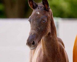 foal by Black Pearl HS (Hanoverian, 2024, from Bohemian)