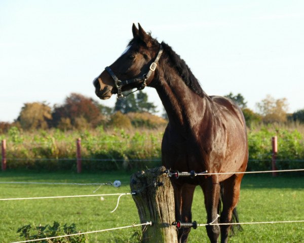 horse Windsor (German Horse, 2009, from Weltkönig)