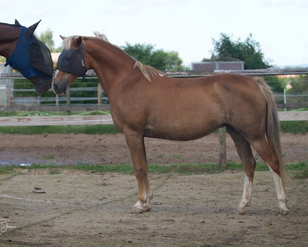 broodmare La Mona (German Riding Pony, 1995, from Herero)