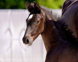 foal by Majestic (Hanoverian, 2024, from Maddox Mart)